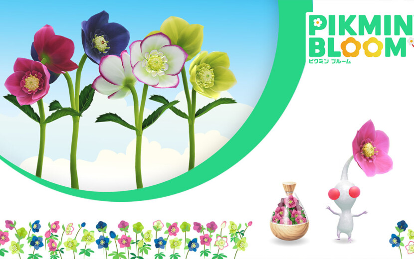 ピクミンブルーム』12月から白・赤・黄・青のクリスマスローズが登場